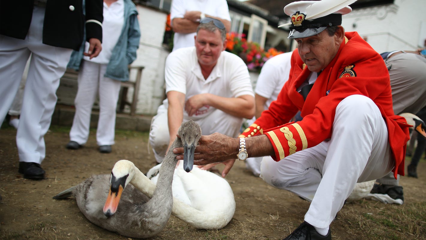 swan