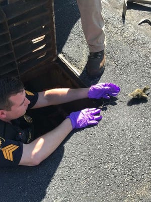 Verona Police Sgt. John Lecreux helps a baby duck from a storm drain on May 31, 2017.