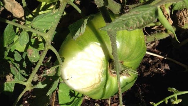 A tomato shows sun scald. Even tomatoes need a bit of shade in high temperatures.
