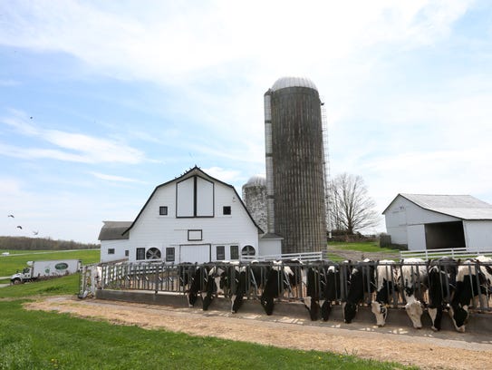 Cows feed on grain at Plankenhorn Farms in Pleasant