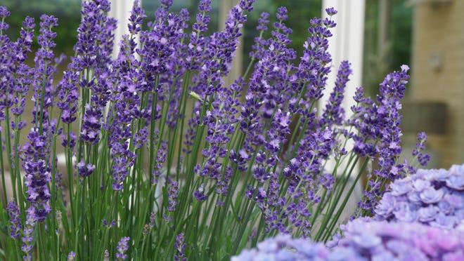 Munstead is a lovely English lavender.