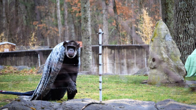 The chimpanzees take a walk around their enclosure at Southwick's Zoo in Mendon.