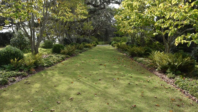This path is lined with deciduous magnolias with boxwoods and ferns under the canopy of the trees.