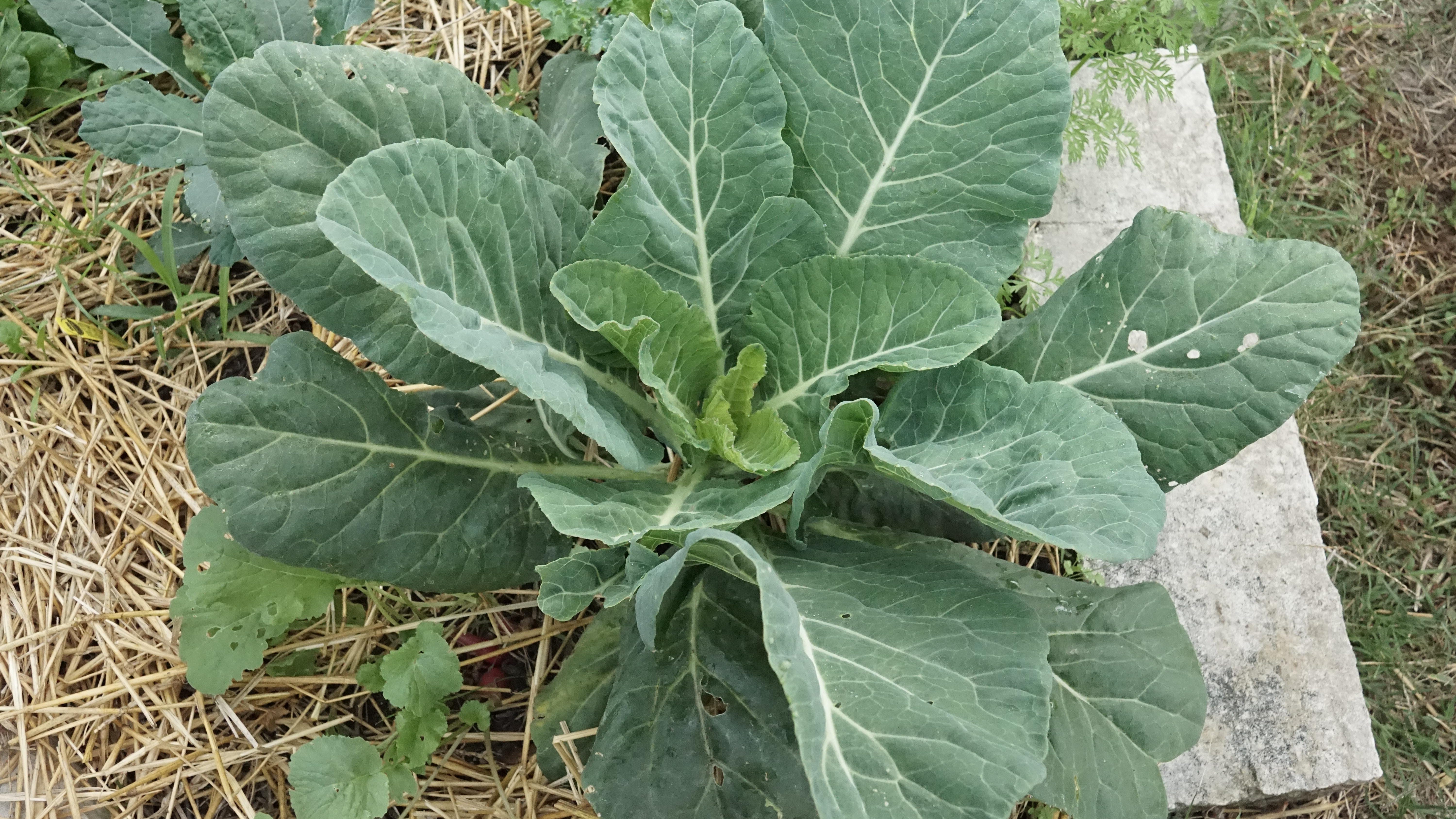 Plant collard greens now for harvest months to come