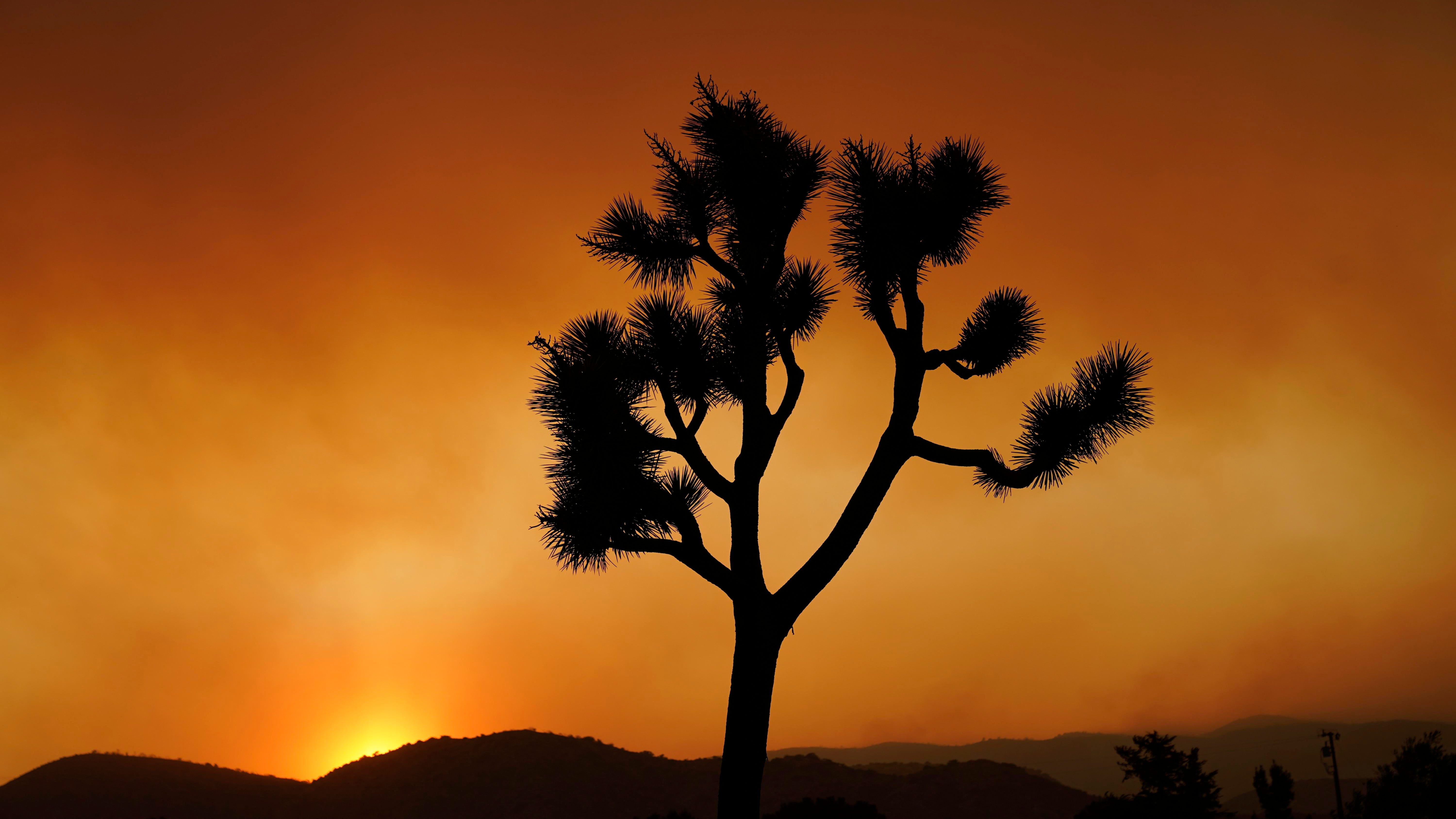 Joshua trees, flirty juror: News from around our 50 states