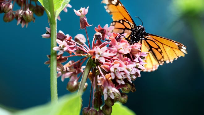 In this July 6, 2017, photo a Monarch perches on a flower at the Butterfly House at Beaver Creek Reserve in Fall Creek, Wis.
