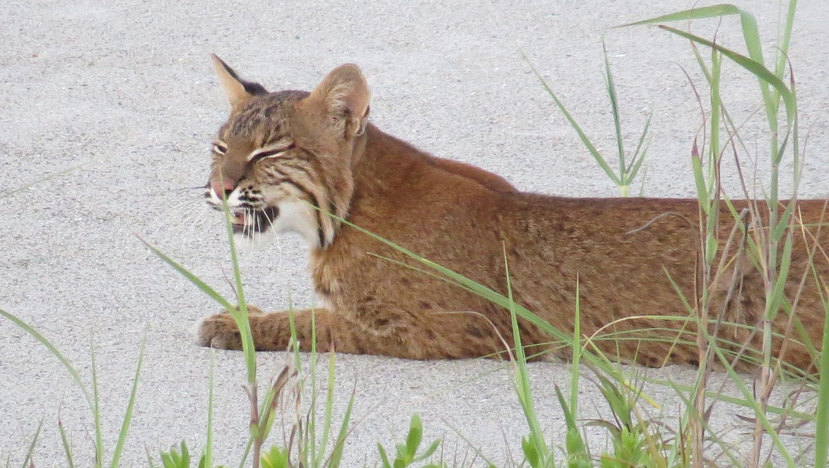Photos Beach bobcat spotted in Cocoa Beach