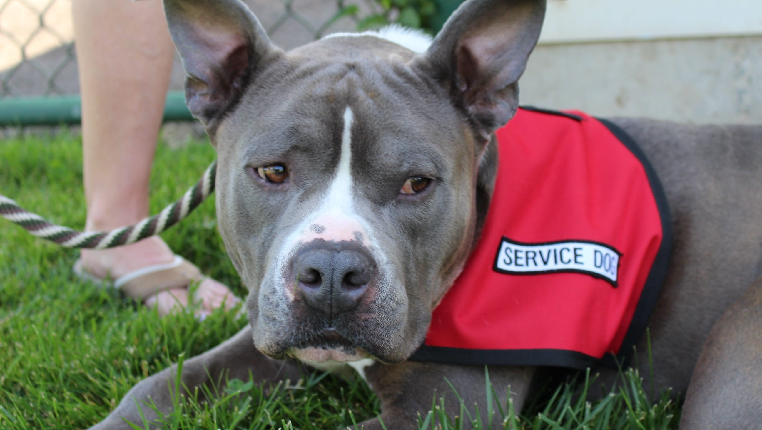 video spring valley pit bull to help veteran