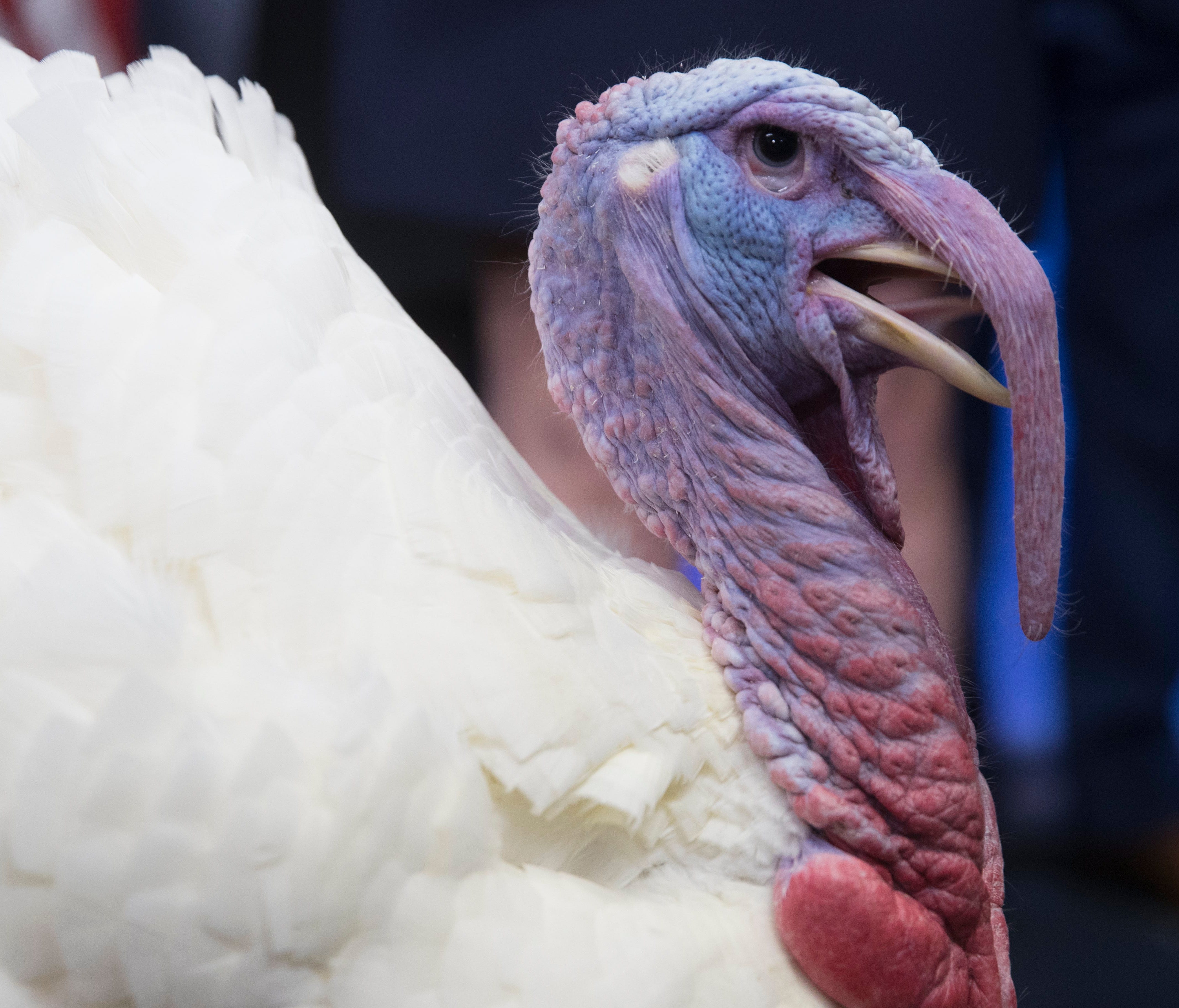 'Wishbone', a turkey that will be pardoned by US President Donald Trump in the 70th National Thanksgiving Turkey Pardoning Ceremony, visits the James Brady Press Briefing Room at the White House in Washington, D.C. on Nov. 21, 2017.
