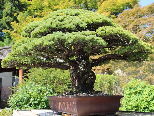Bonsai Tree Nearly 400 Years Old Survived Hiroshima And Is Still Flourishing In D C