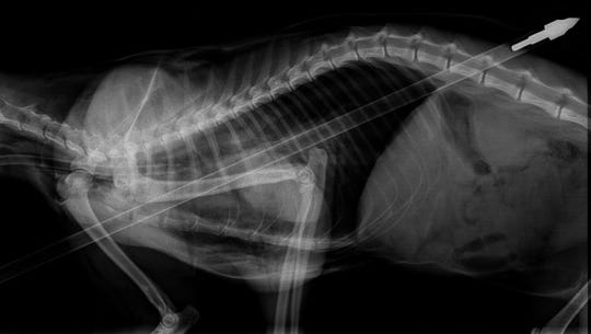 An X-ray of Kitty the cat after being shot with a crossbow arrow.