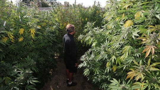 Howell Township resident Darryl Berry, pictured in a marijuana garden on Crofoot Road in Fowlerville, said he consulted with medical marijuana growers about how to successfully grow marijuana.