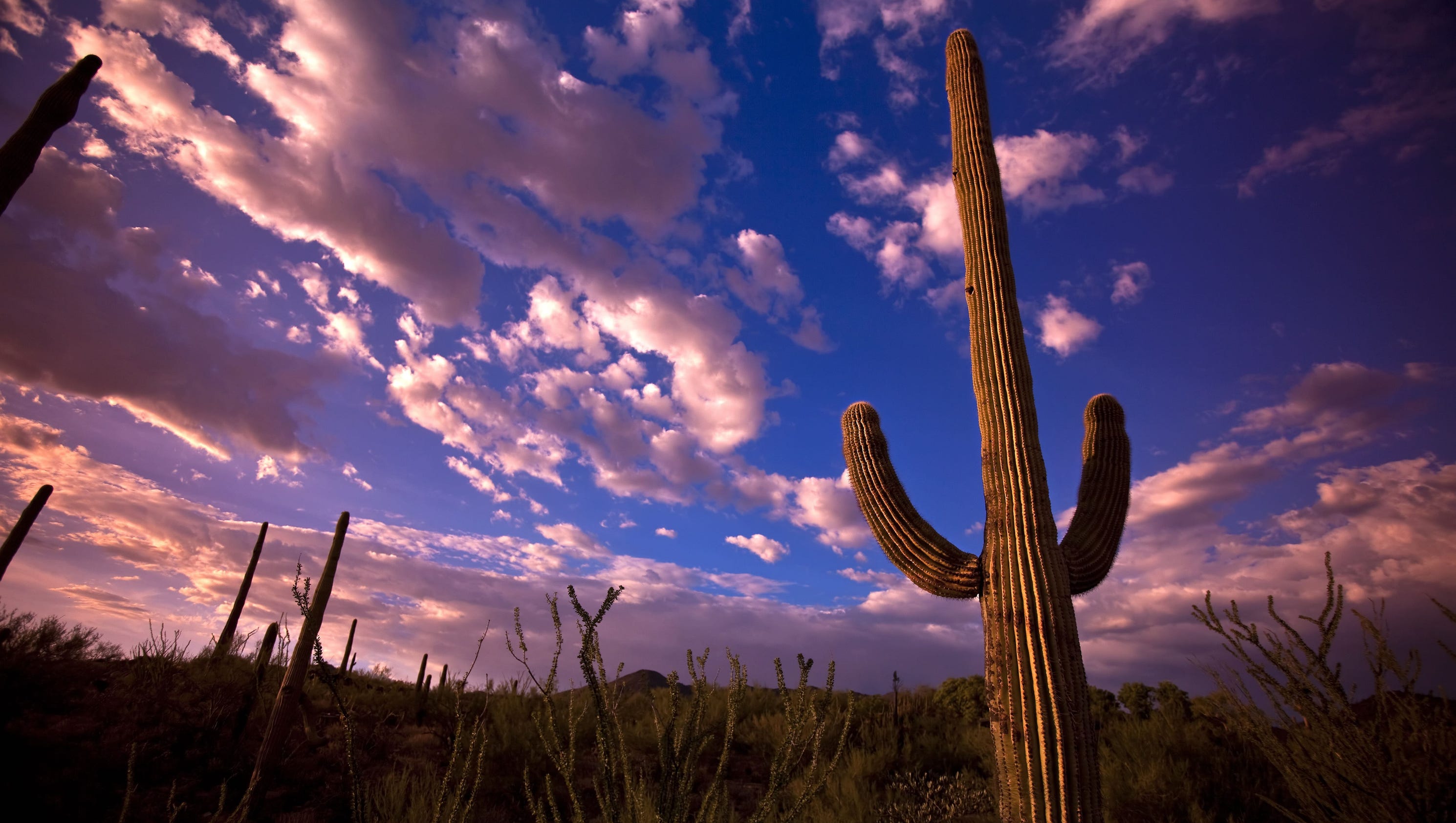 saguaro trail running