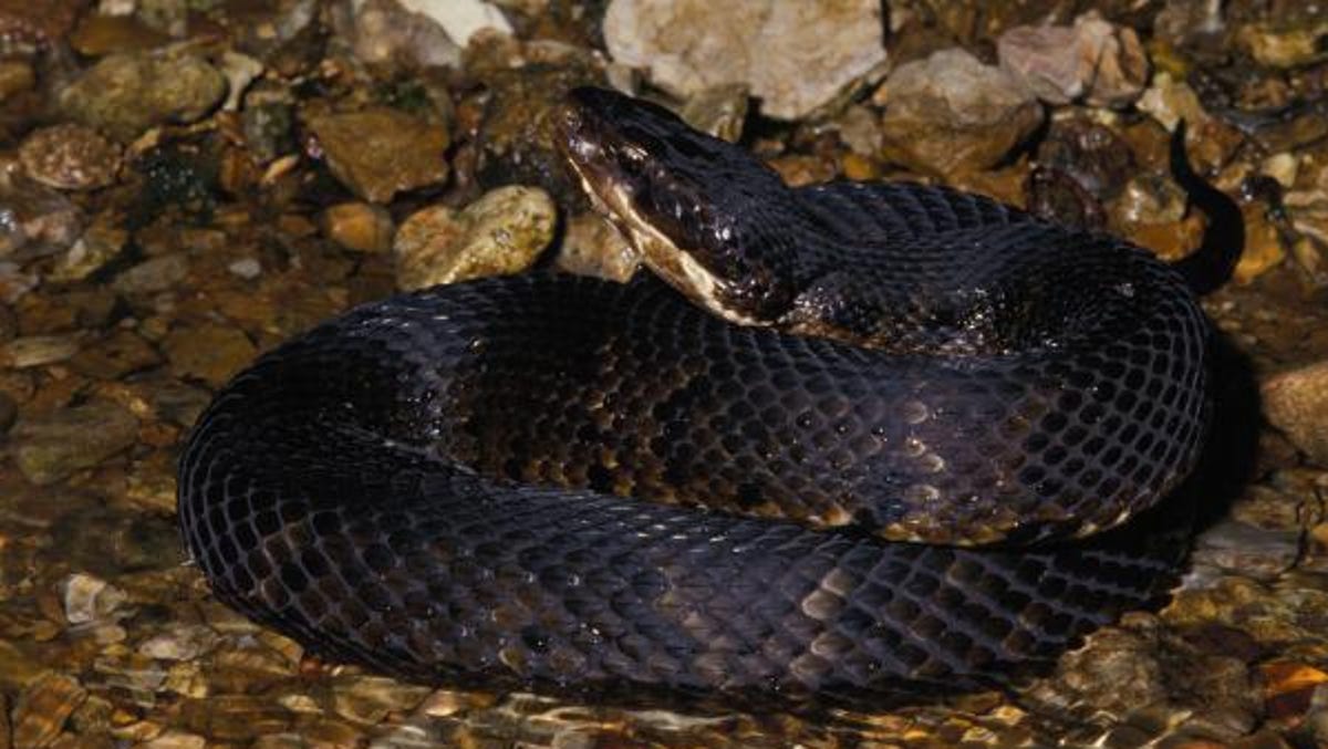 suspected cottonmouth snake bite