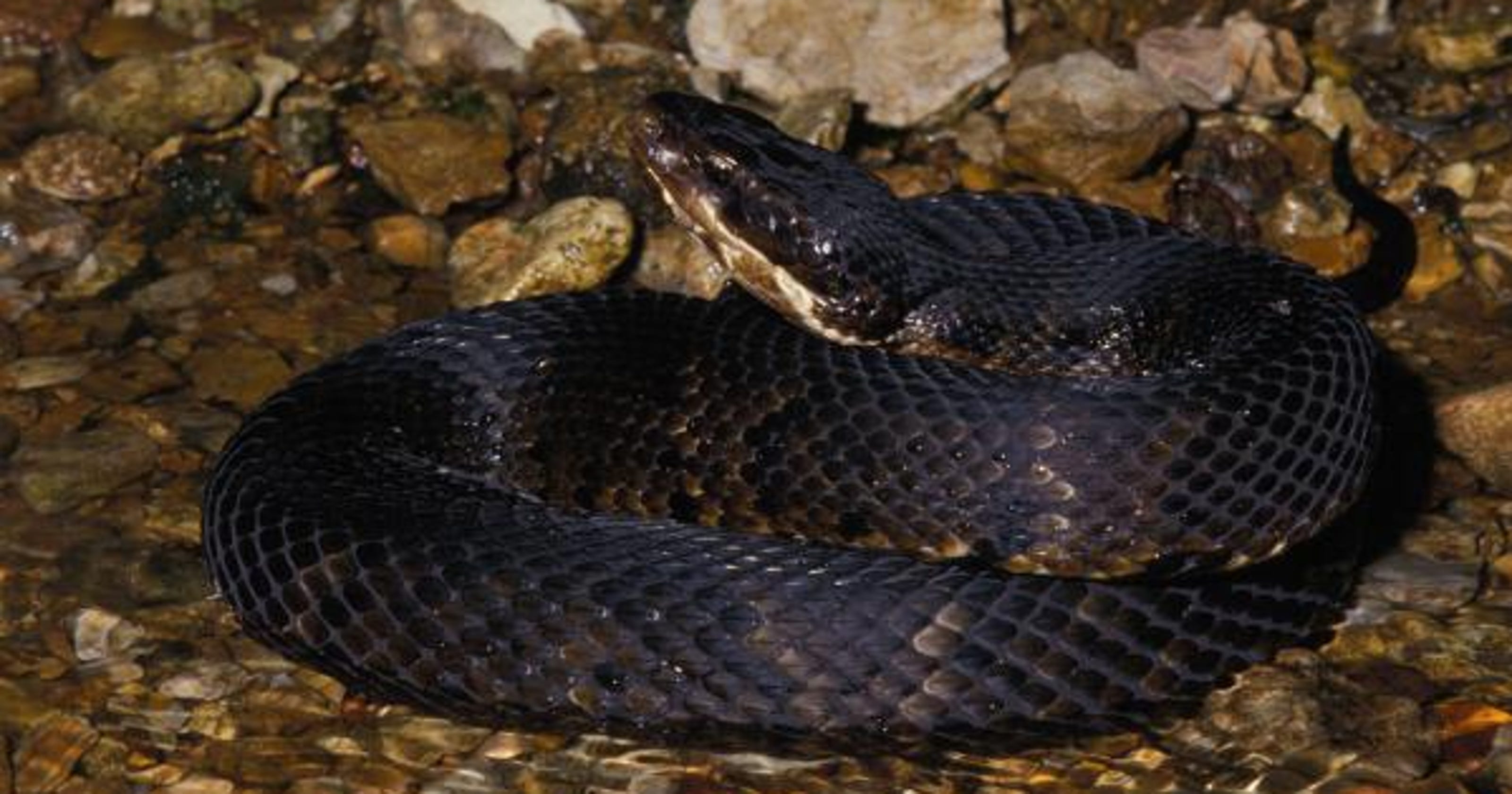 nixa-man-dies-of-suspected-cottonmouth-snake-bite