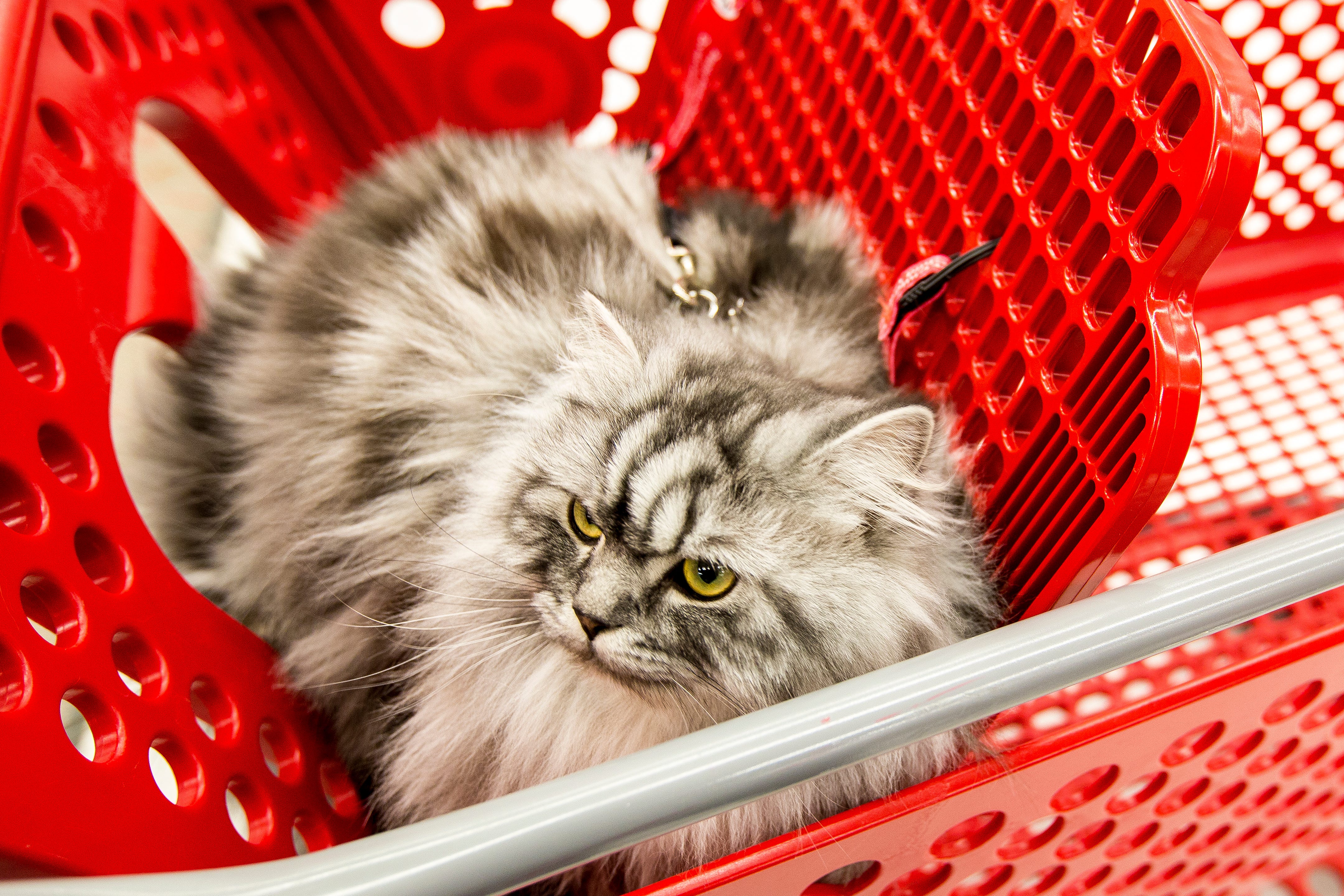 target cat