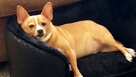 Oscar, an 11-pound chihuahua, was killed Friday, May 22, 2015, after being attacked by two larger dogs.