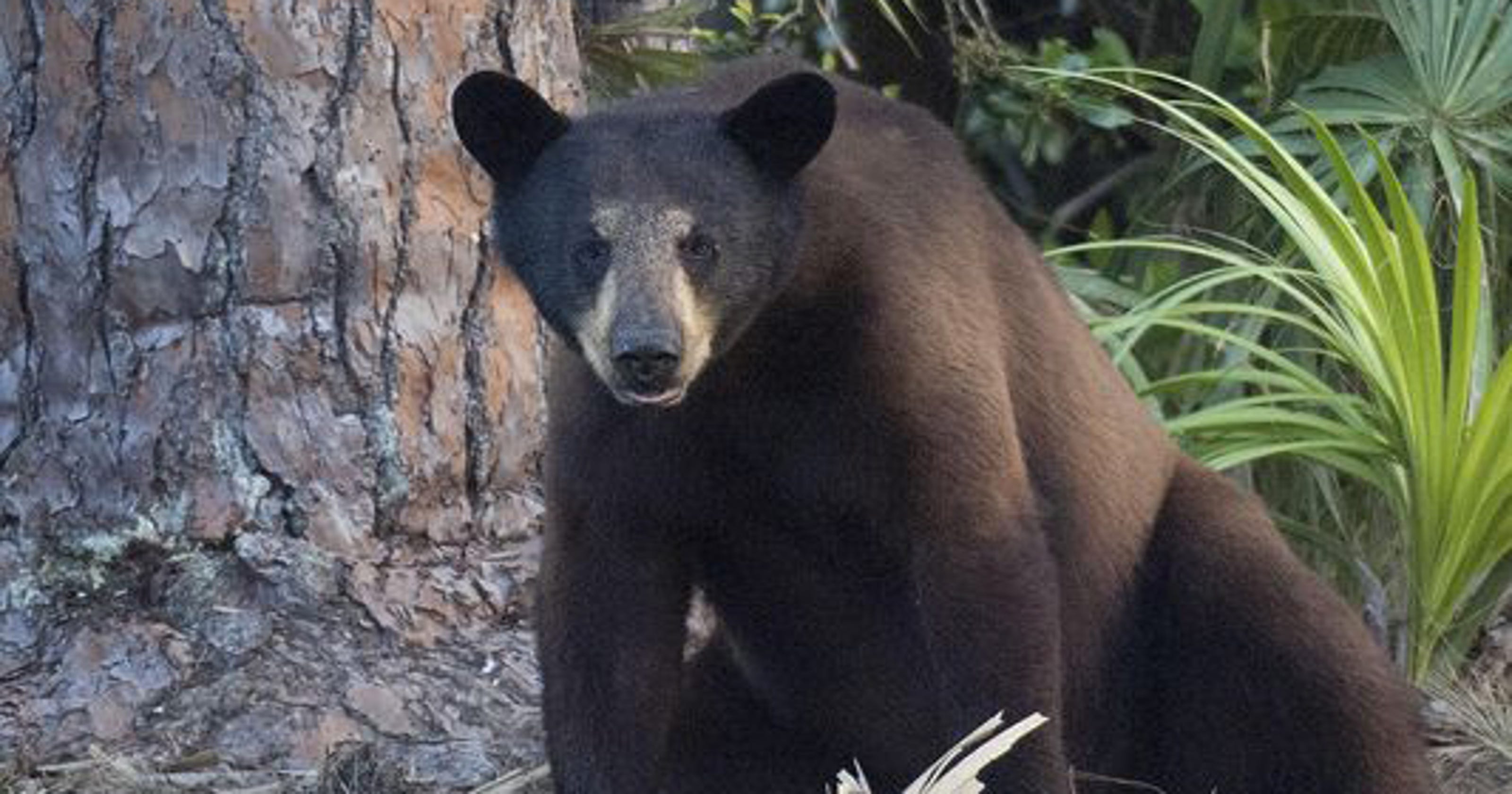 Florida bear hunt ends in 2 days after 295 killed