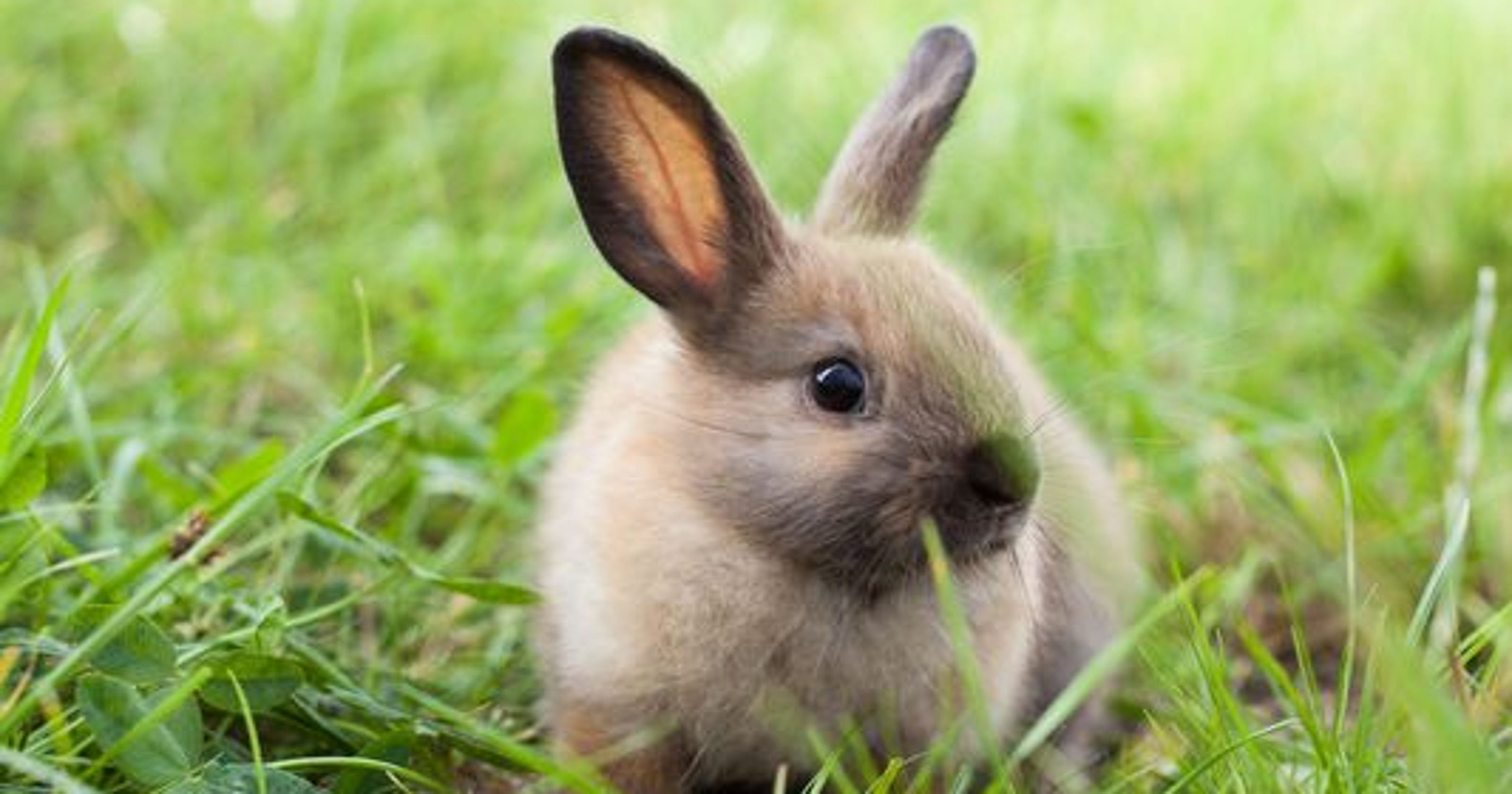 PETA calls on Air Force Academy to stop killing rabbits