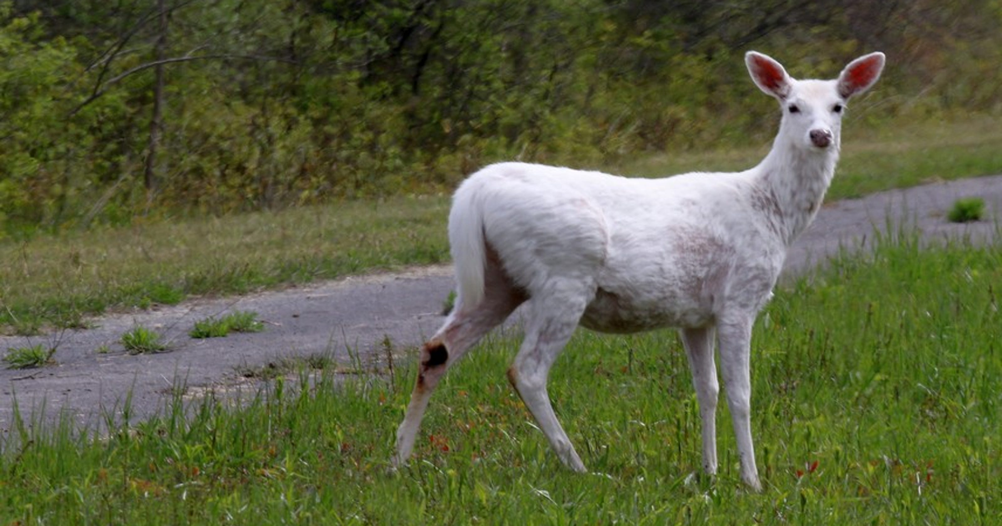 White deer tours at Seneca Army Depot start November 16