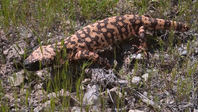 Gila monsters out in Arizona earlier than usual