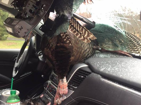 5 things to know if you hit a turkey