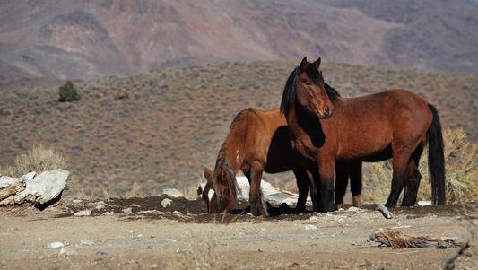Wild horses are seen accessing a water hole during a BLM tour in the Pine Nut Mountains just outside of Dayton on Jan. 23, 2015.