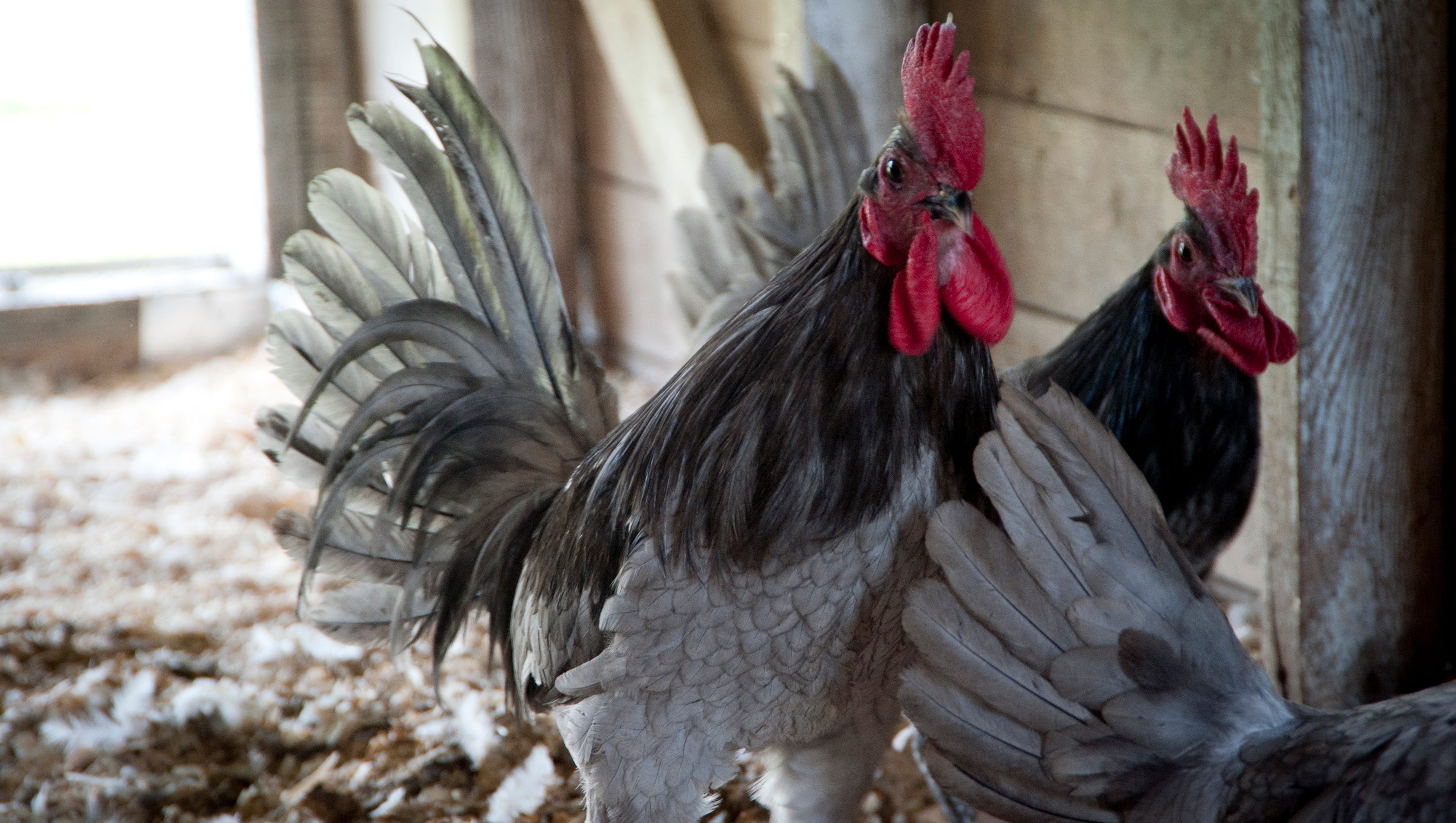 Blue Hens (of the poultry variety) tailgate at UD