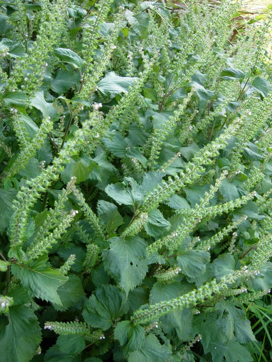 Beefsteak plant is in mint family