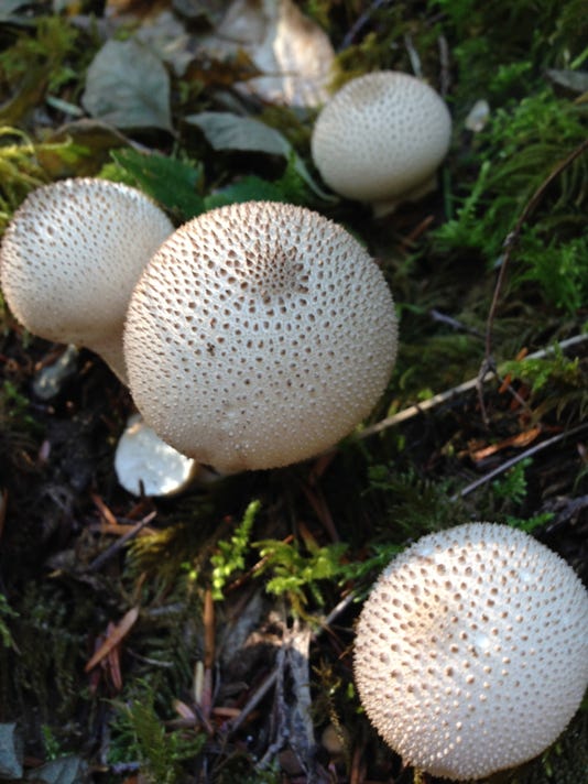 hard white fungus in yard