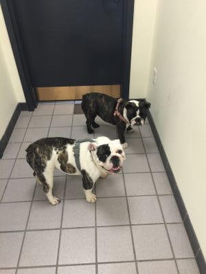 Deal police are looking for the owners of two lost bulldog pups. The puppies are at the Deal Police Department.