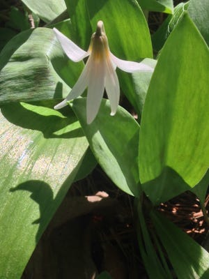 A trout lily has speckled leaves that resemble the spots on the fish for which it's named.
