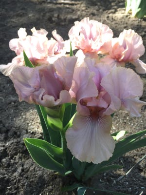 Pink iris bloom at the Tina & Daughters Iris Garden in Billings.