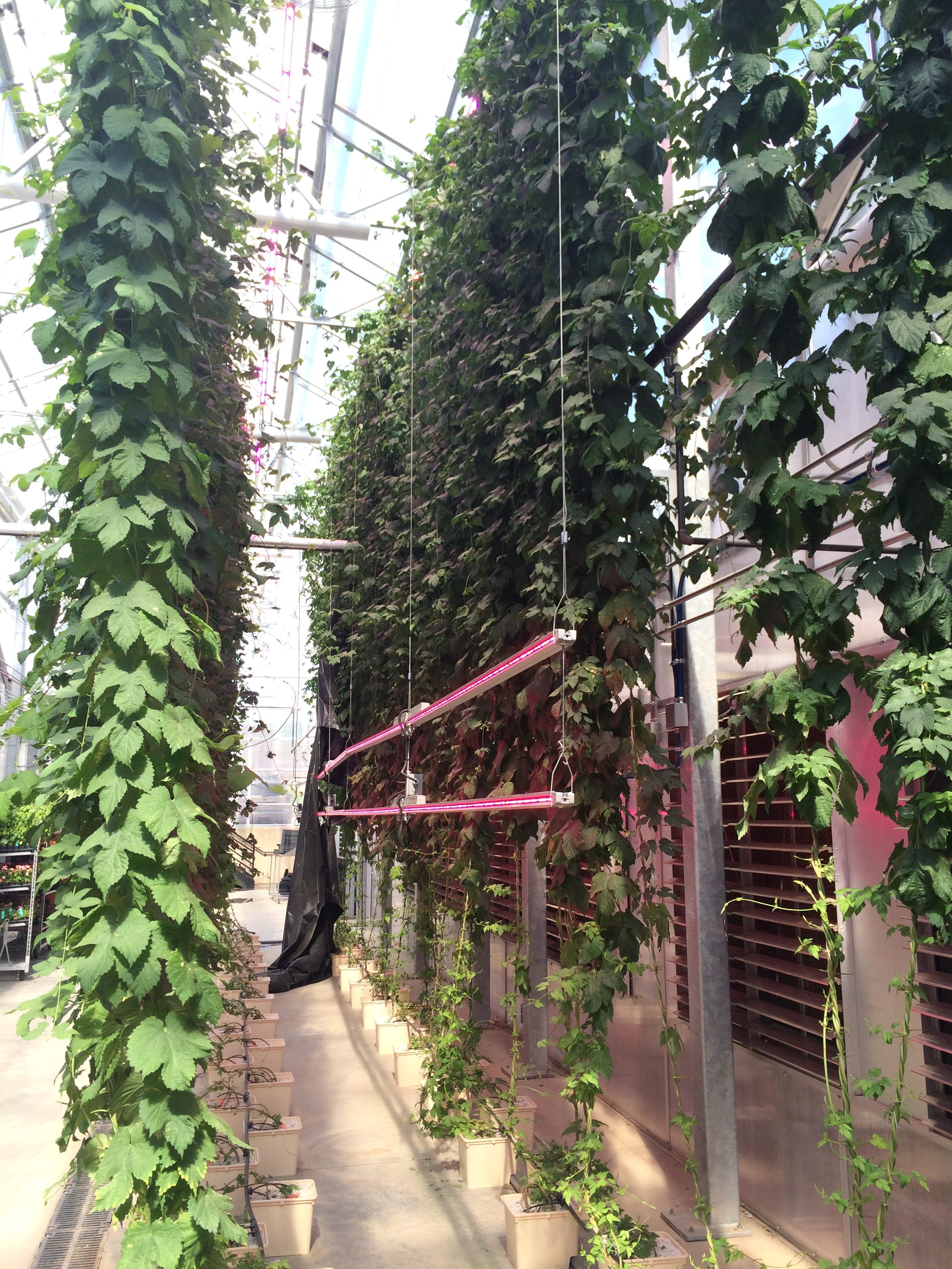 Csu Professor Pioneers Fast Growing Hops