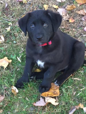 Ozzie, the puppy dog, shortly after he was adopted in November 2016. The now 6-month-old black Lab mix likes to eat homemade dog biscuits and sweet potato treats.