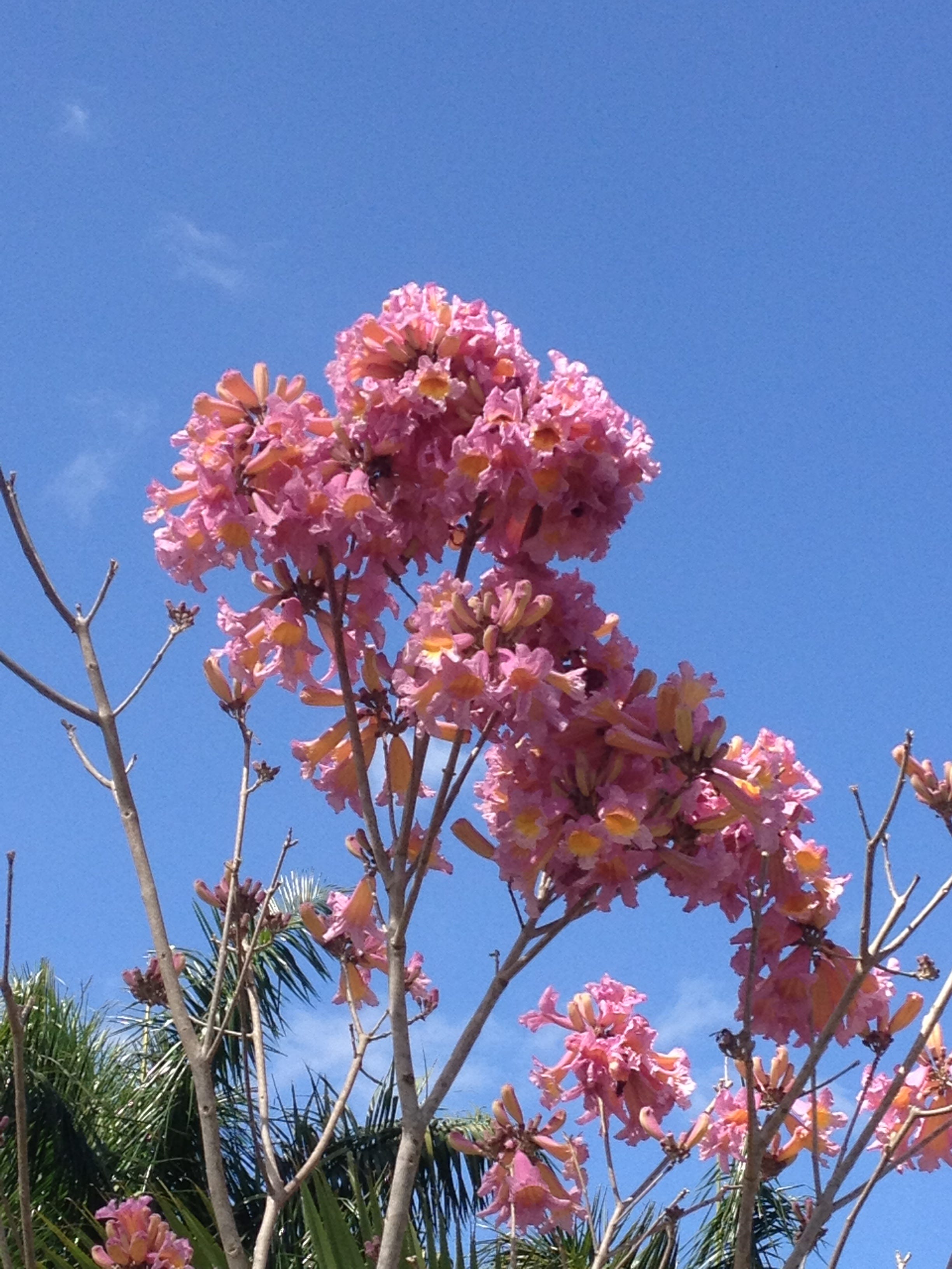 Inventing Your Garden Plant The Right Tree In Right Place