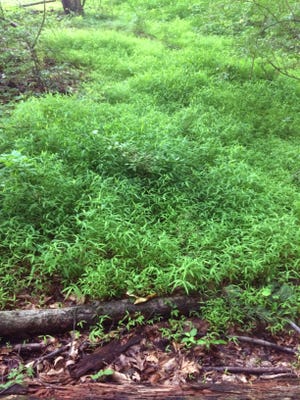 The infestation of Japanese stiltgrass in Scio Township consisted of about 1,500 square feet of dense growth.