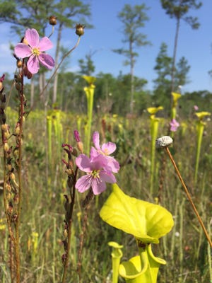 Carnivorous plant bog in the Apalachicola National Forest.