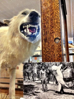 The legendary Ghost Wolf, a white wolf that preyed on calves and eluded capture for 15 years is now on display at the Basin Trading Post. The wolf is being inducted into the Montana Cowboy Hall of Fame.