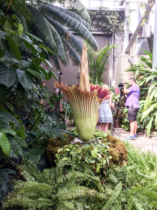 Corpse Flower Blooms For First Time In 18 Years At Meijer Gardens