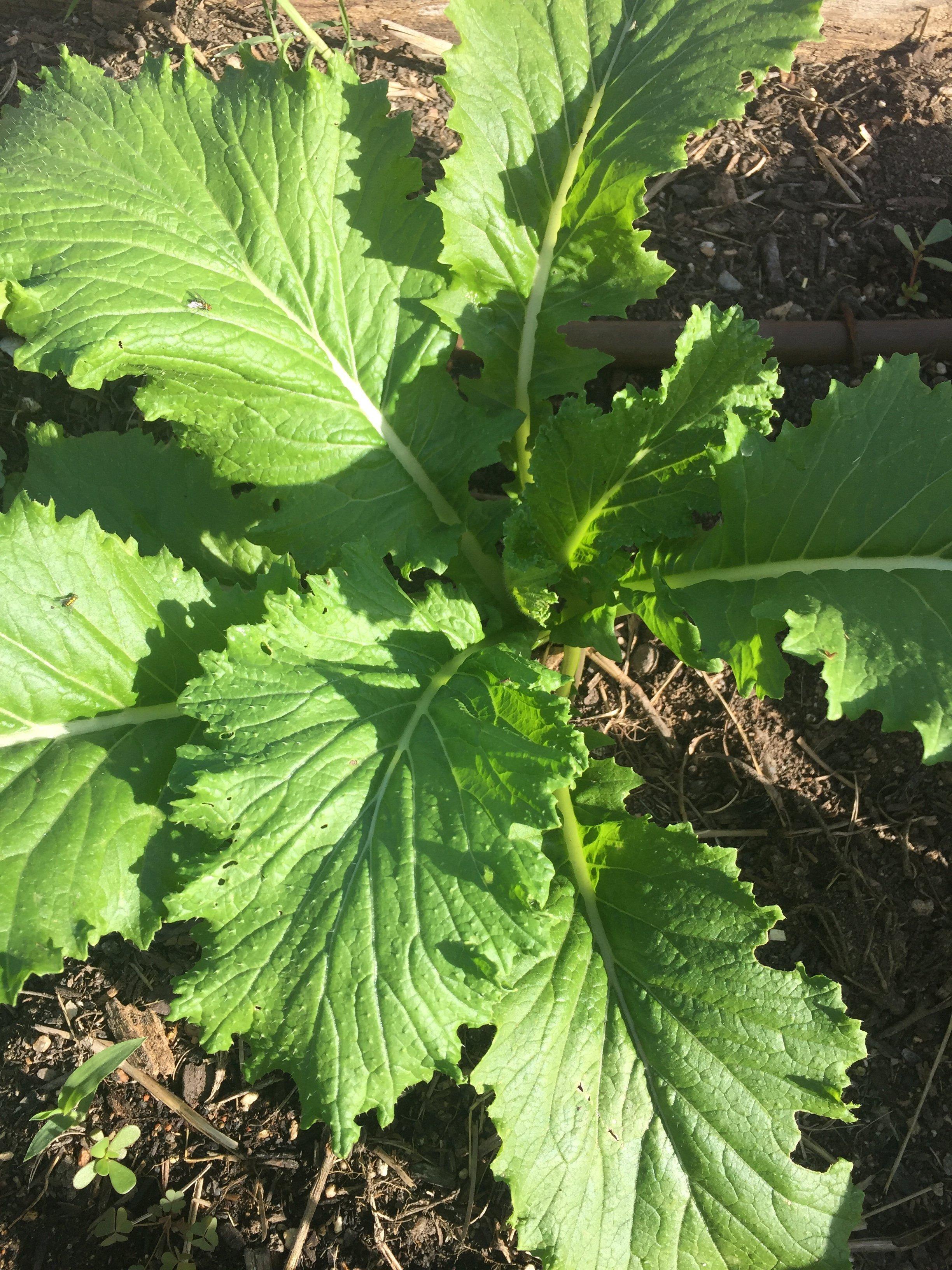 plant mustard greens now for less bitter results
