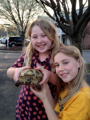 Ivy Daniel, 11, and Kai Daniel, 9, bring Gus the tortoise outside. Their dad has been preparing wood for Gus’s new terrarium.