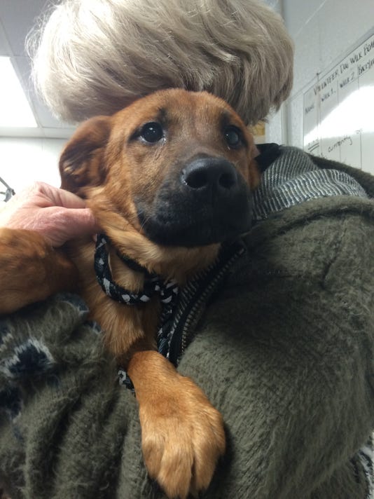 SPCA gets 12 dogs from kill shelter