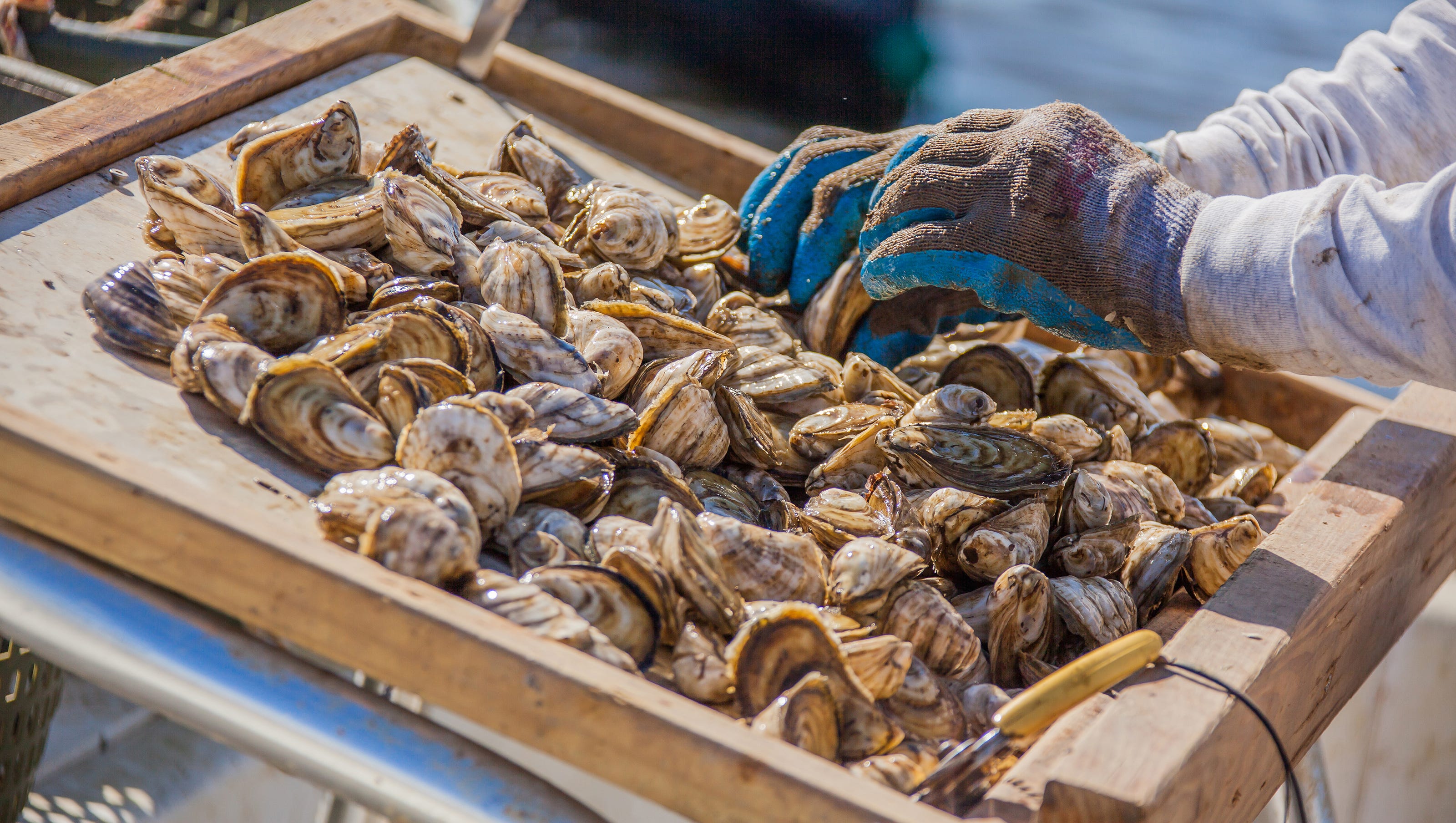 Pensacola Bay's Oyster Company theft: How FWC tracked down alleged culprits