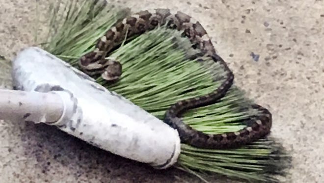 A snake, possibly a small copperhead, gets pushed out of the Staunton Food Lion on Coalter Avenue on Wednesday morning. It was waiting for shoppers in the cart lobby.