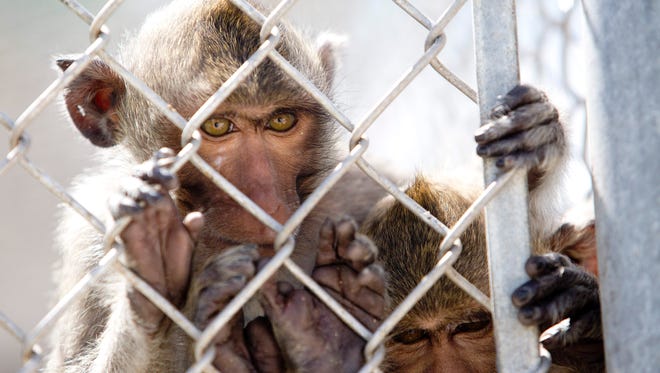 A look behind the scenes at the Primate Products monkey farm in Hendry County.  The farm houses more than 1000 macaques destined for biomedical research.  
