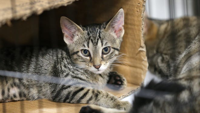 A kitten hangs out in a box during the Indy Mega Adoption Event held at the Indiana State Fairgrounds June 20, 2015. The event, hosted by the FACE Low-Cost Animal Clinic, allowed non-profit shelters and rescues groups in and around Central Indiana to bring cats and dogs in hopes of being adopted. The event runs through Sunday from 11 a.m.-7 p.m.