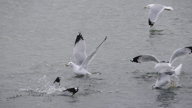 Gulls feed on emerald shiners in Lexington Harbor.