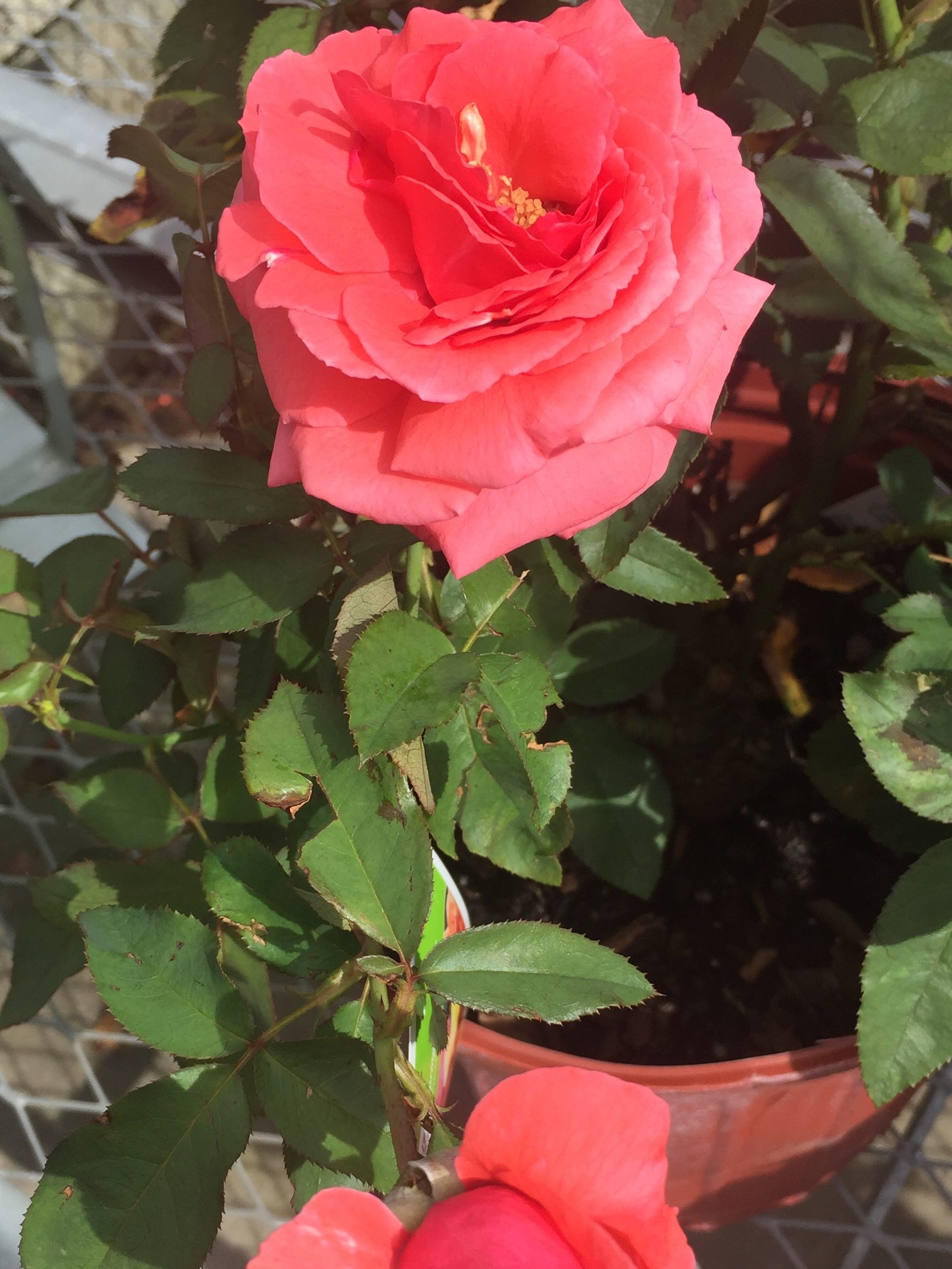 Roses CAN grow in SW Florida, but it's not easy