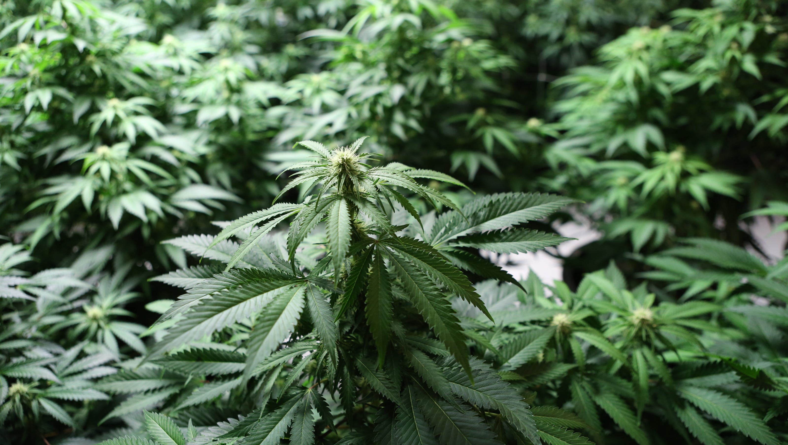 New York marijuana What to know about losing a job for using cannabis